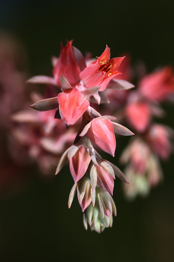Succulent Flowers by Joy Watson
